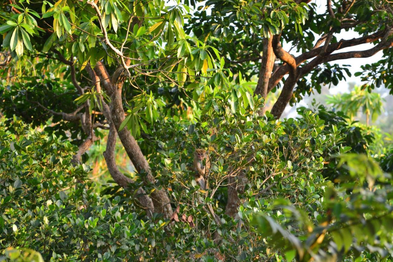 Tabula Rasa Resort&Spa Habaraduwa Bagian luar foto